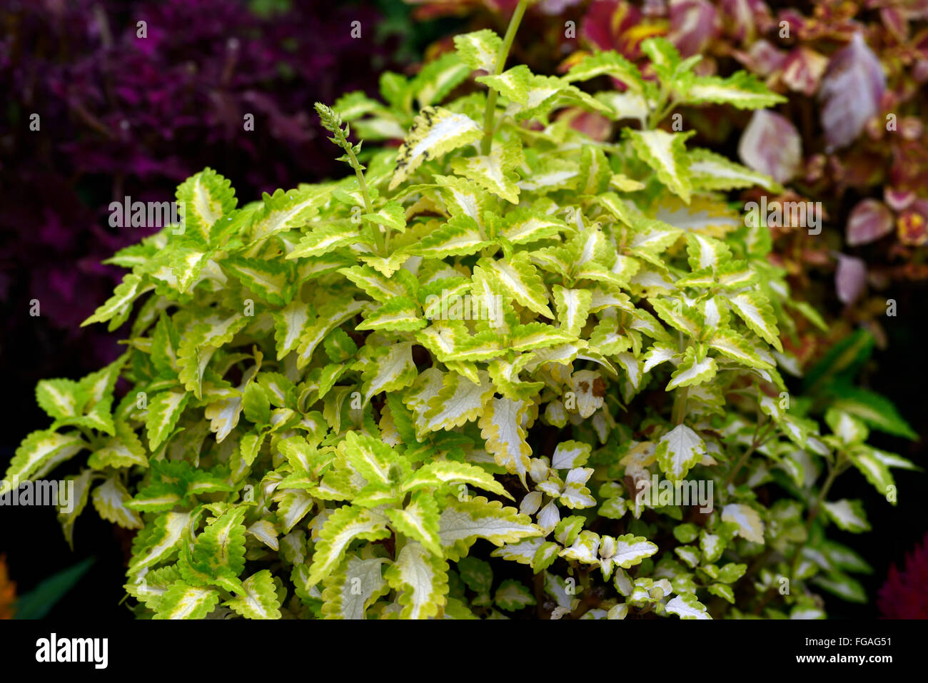 Latticello Coleus giallo verde Coleus blumei Solenostemon scutellarioides piante ornamentali foglie fogliame variegato floreale RM Foto Stock
