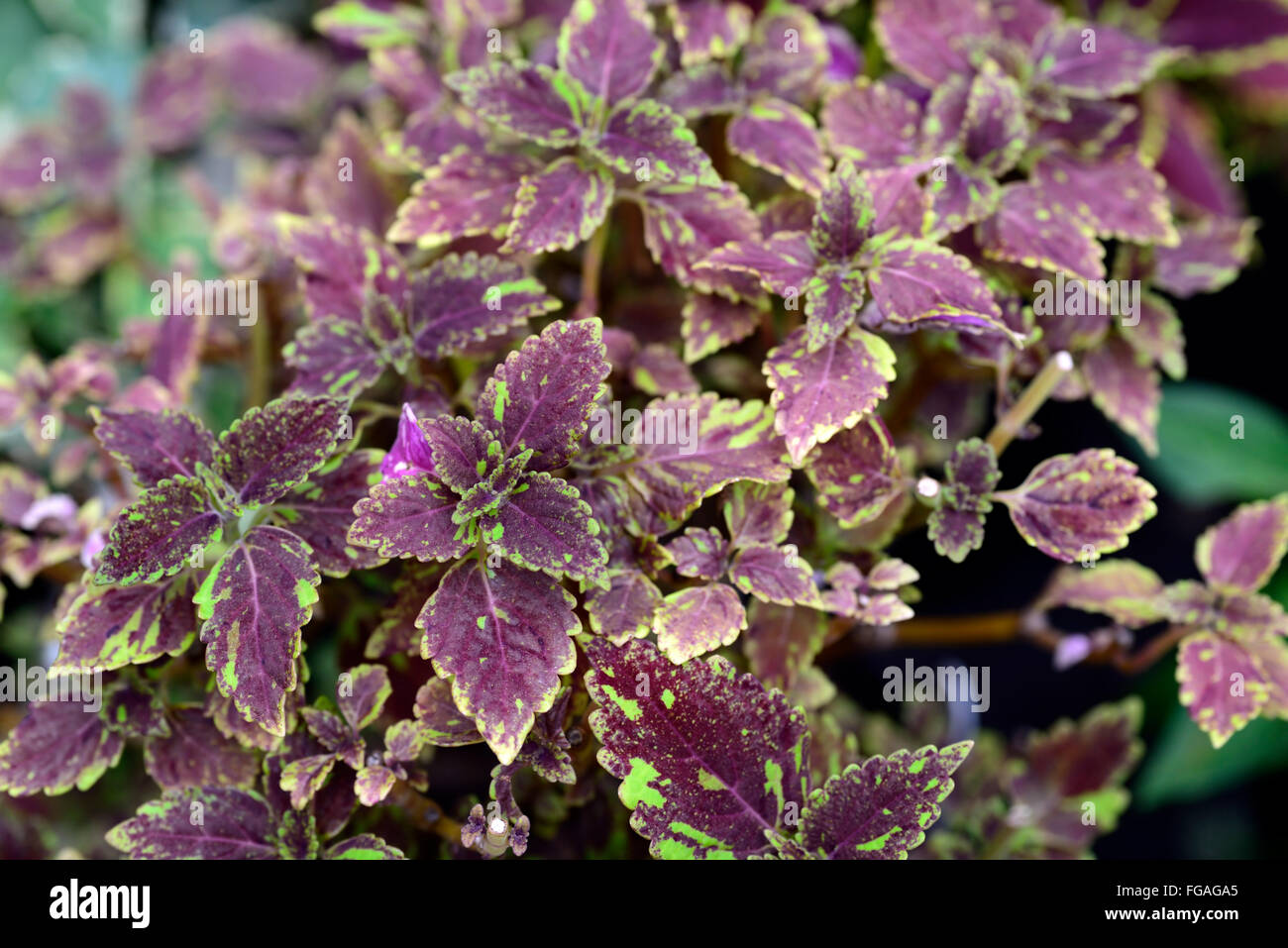 Coleus Leopard viola verde Coleus blumei Solenostemon scutellarioides piante ornamentali foglie fogliame variegato floreale RM Foto Stock