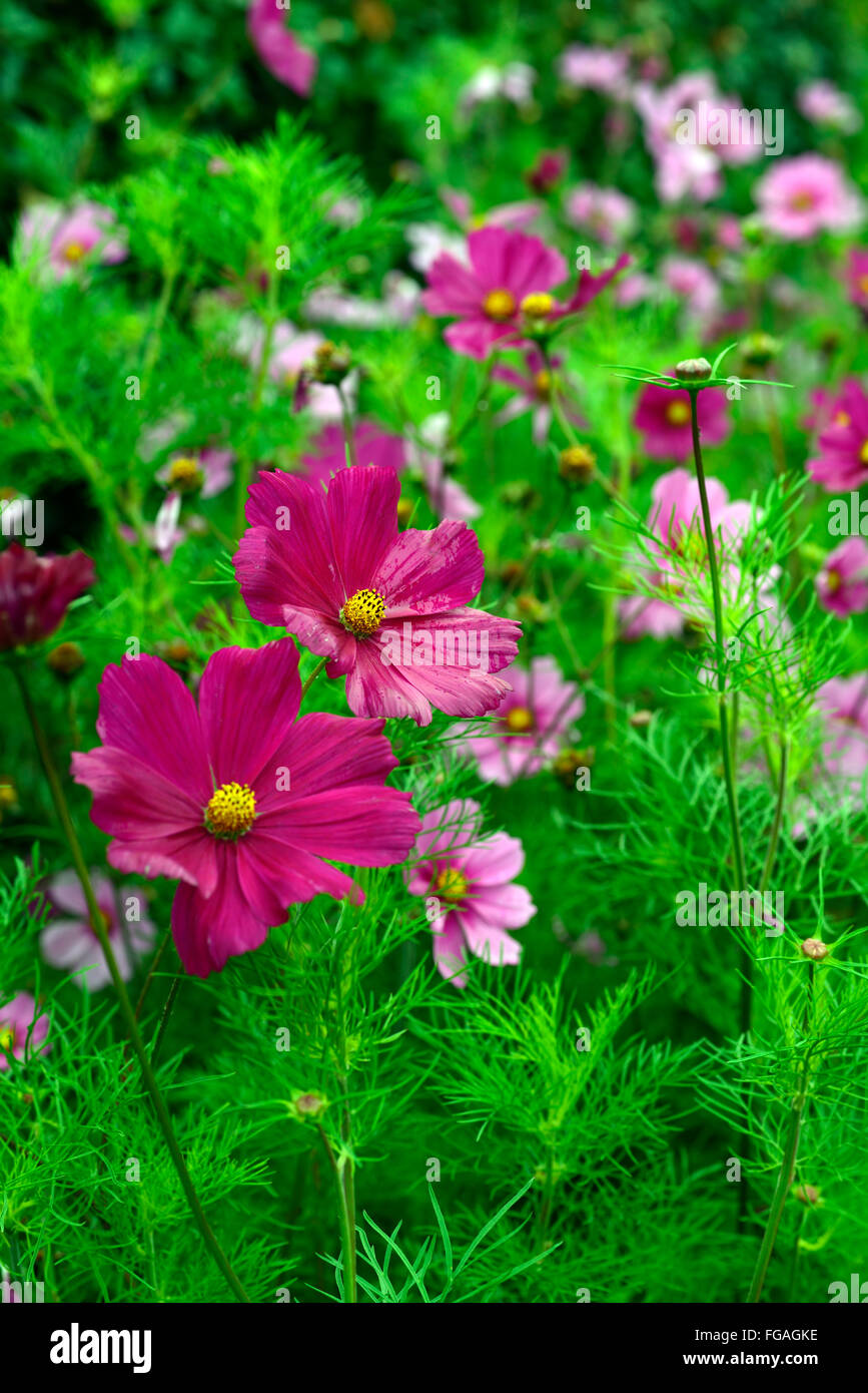 Sensazione di cosmos mix rosa viola fiori annuali fiore fioritura letto biancheria di bordo display giardinaggio giardino floreale RM Foto Stock