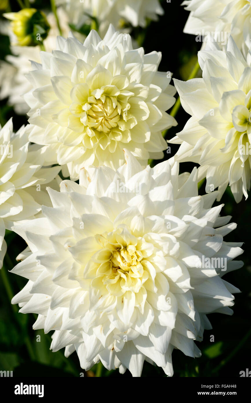 Dahlia BJ bellezza media bianca dalie decorativo fiore fiori bloom blossom tubero perenne pianta tuberosa floreale RM Foto Stock