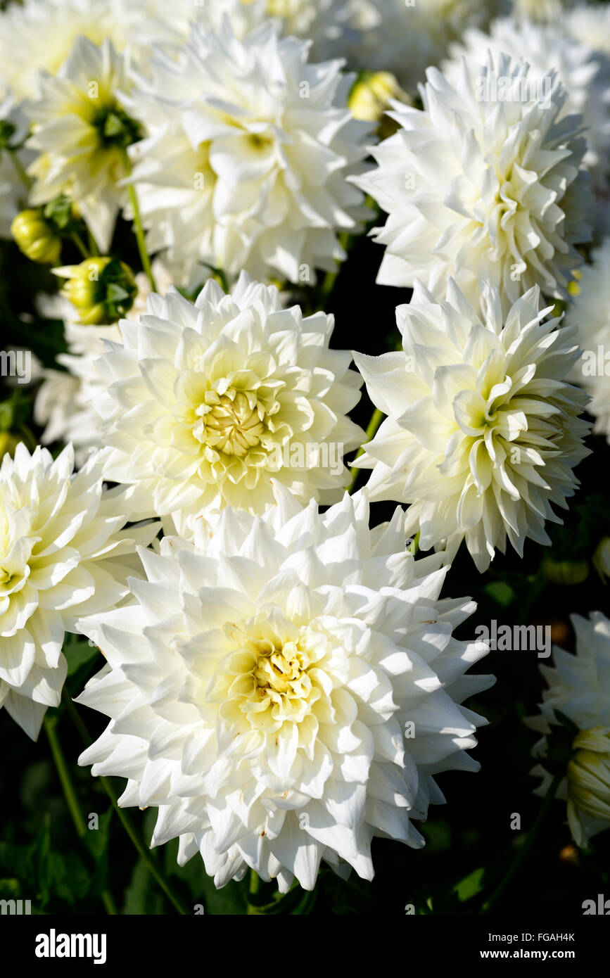 Dahlia BJ bellezza media bianca dalie decorativo fiore fiori bloom blossom tubero perenne pianta tuberosa floreale RM Foto Stock