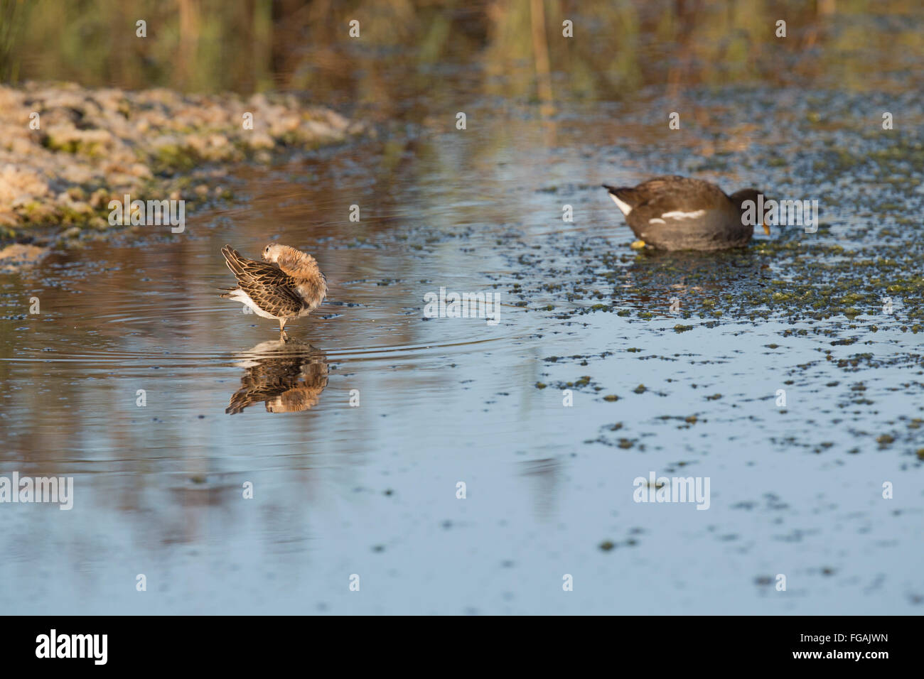 Ruff; Philomachus pugnax singolo adulto Preening Isole Scilly; Regno Unito Foto Stock