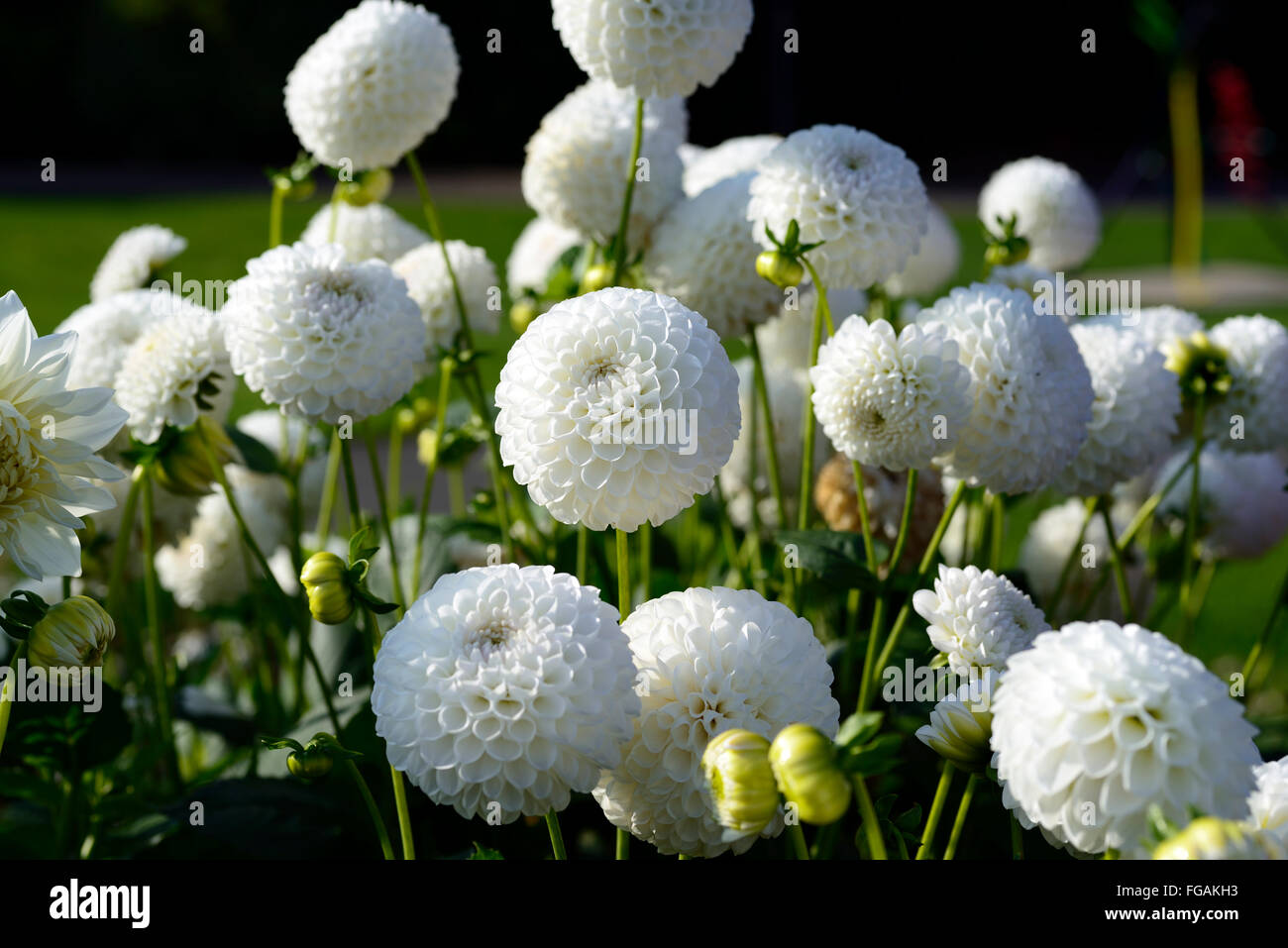 Dahlia l'ancresse sfera bianca dalie fiore fiori bloom blossom tubero perenne pianta tuberosa floreale RM Foto Stock