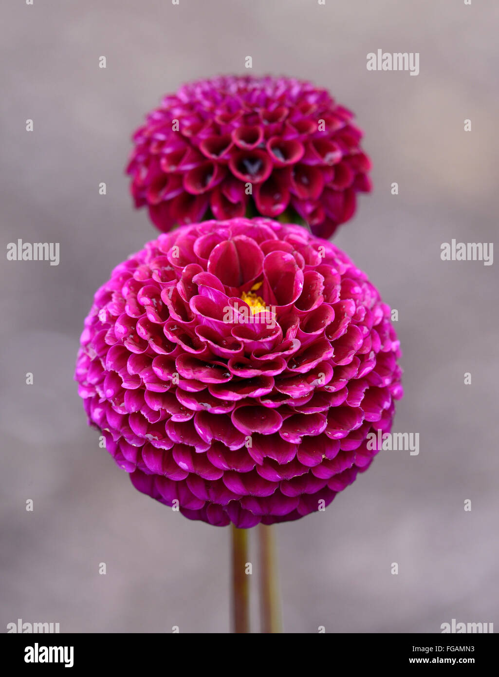 Dahlia moor luogo pompom viola marrone rossiccio dalie fiore fiori bloom blossom tubero perenne pianta tuberosa floreale RM Foto Stock