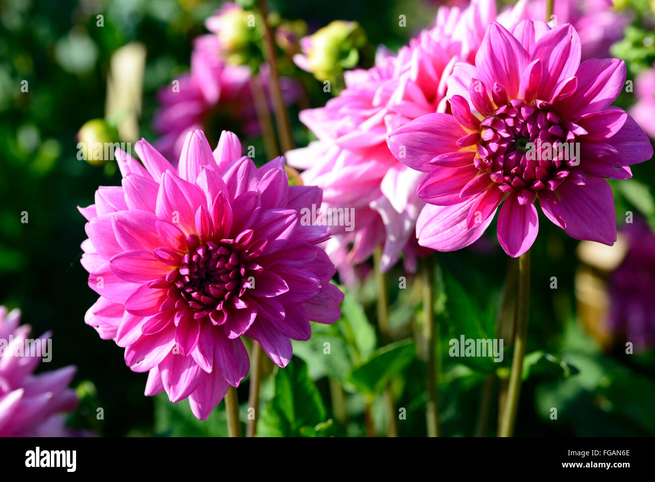 Dahlia rosella rosa piastra cena dalie fiore fiori bloom blossom tubero ...