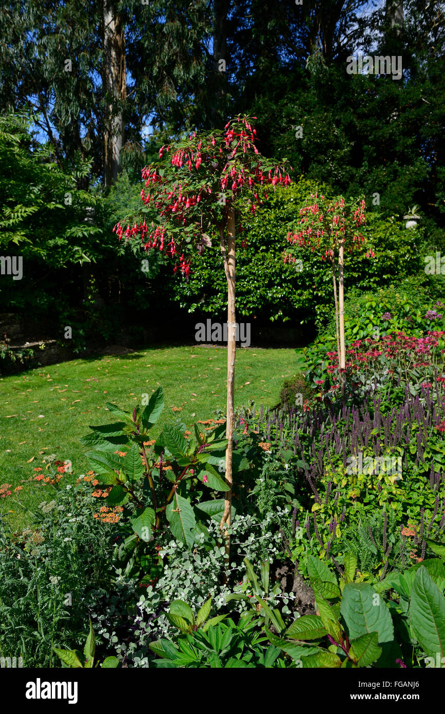 Fuchsia magellanica treno standard arbusto addestrati arbusti fioriti viola fiori rosa garden design floreale RM Foto Stock