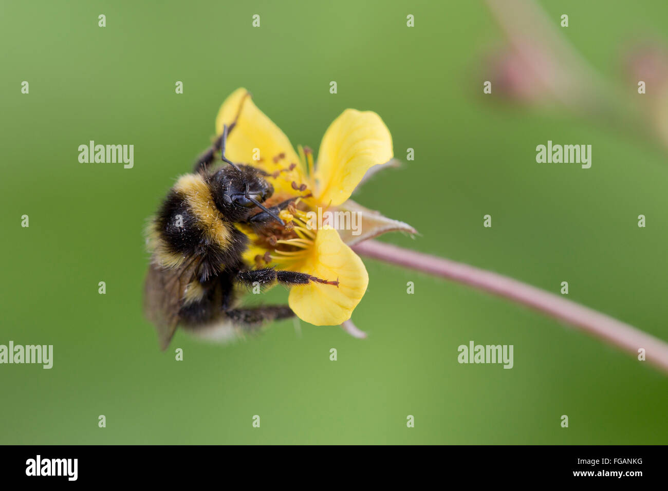 White Tailed Bumblebee; Bombus lucorum singolo fiore su Cornwall, Regno Unito Foto Stock