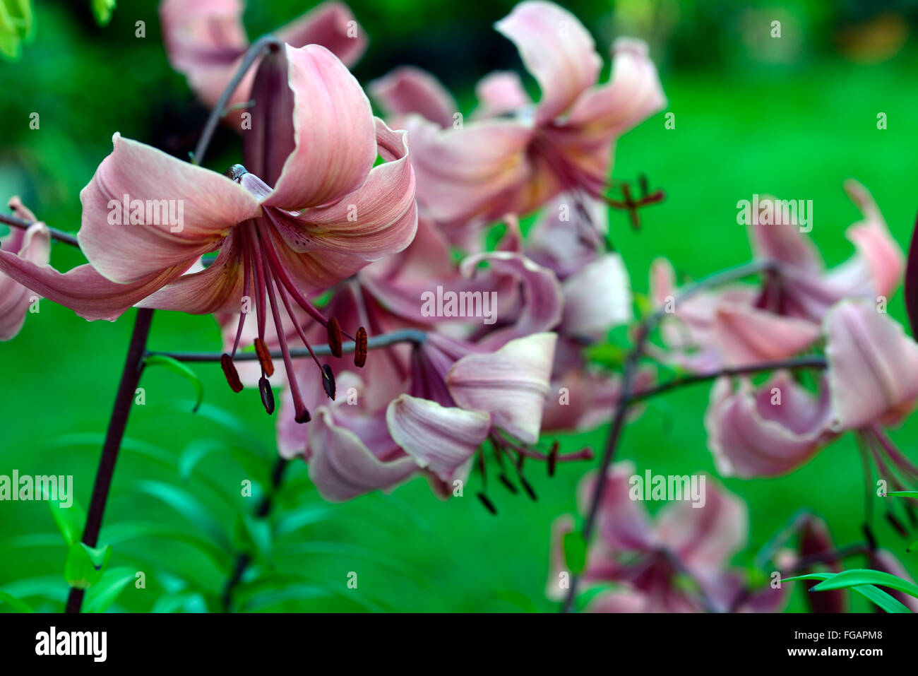 Lilium rosa aroma Gigli asiatici lily rivolte verso il basso i fiori la luce del tramonto sera flower bloom blossom floreale RM Foto Stock