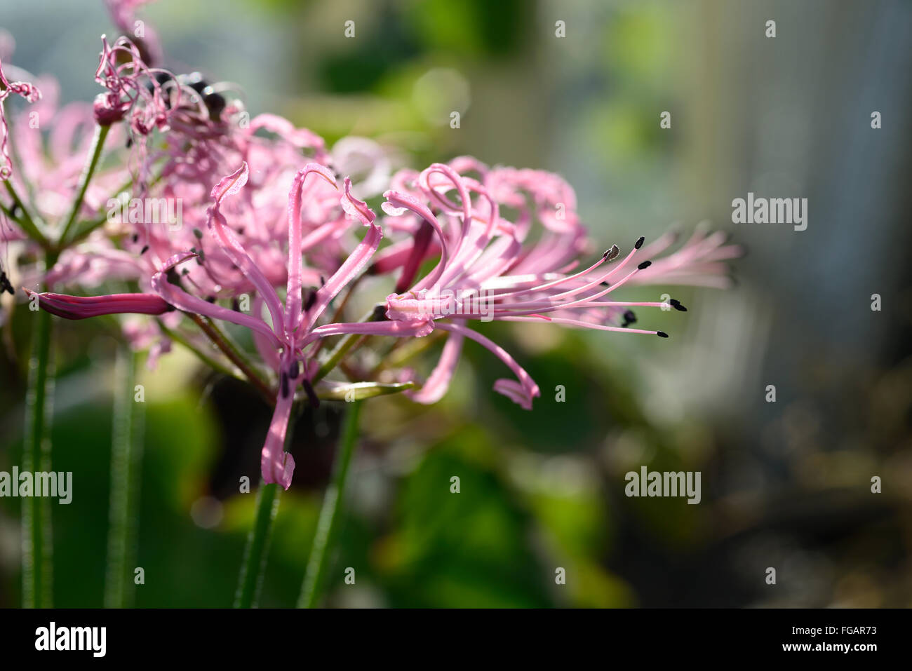 Filamentosa nerine petali di rosa fiori fioritura fiorisce bulbi autunno autunno autunnale nerines ritratti vegetali Capo Flora floreale RM Foto Stock