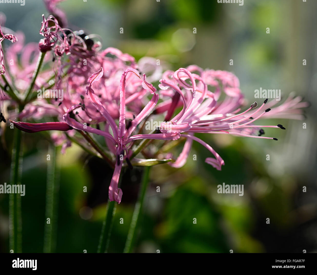 Filamentosa nerine petali di rosa fiori fioritura fiorisce bulbi autunno autunno autunnale nerines ritratti vegetali Capo Flora floreale RM Foto Stock