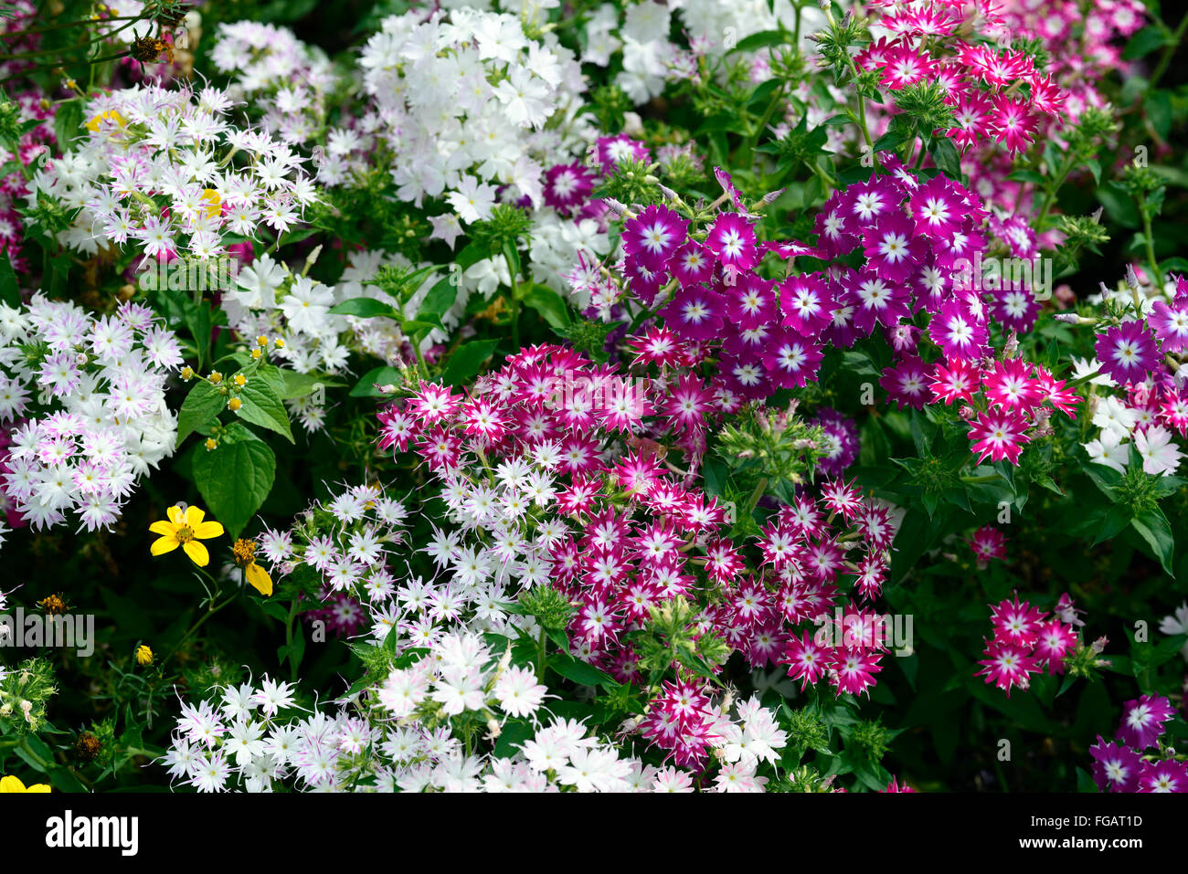 Phlox scintillio di stella nana mix misti rosa bianco lenzuola annuale di confine pianta piante display colori colore floreale RM Foto Stock