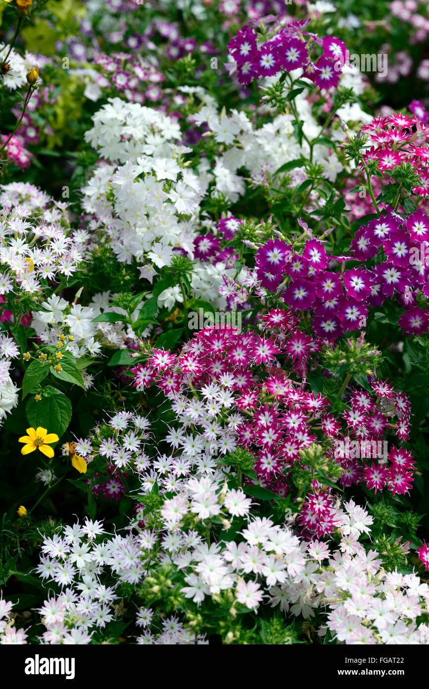 Phlox scintillio di stella nana mix misti rosa bianco lenzuola annuale di confine pianta piante display colori colore floreale RM Foto Stock