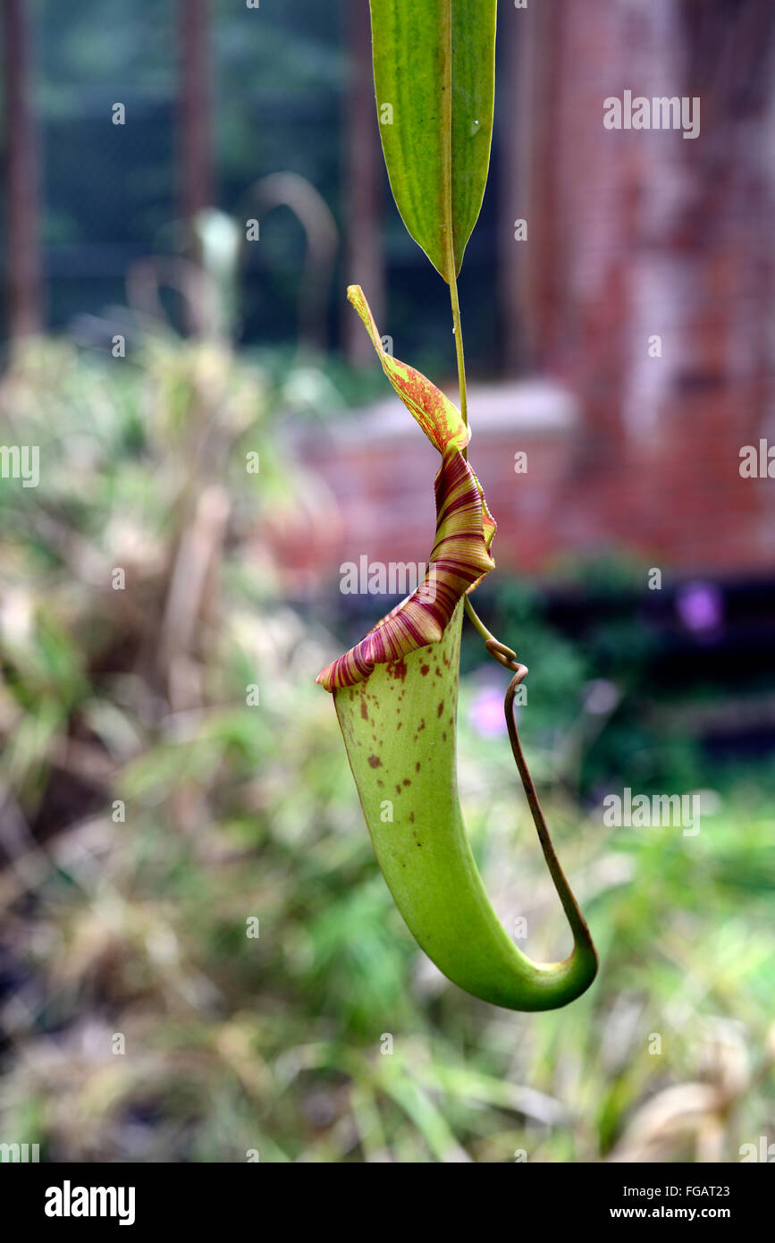 Pianta brocca nepenthe pianta carnivora piante modificate lascia trappole di Pitfall epiascidiation tropicale floreale RM Foto Stock