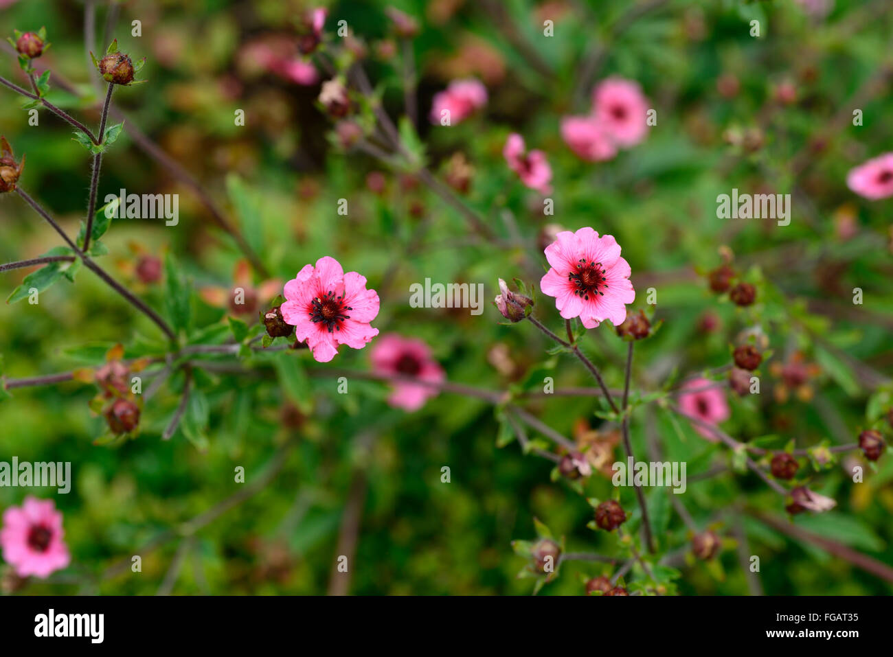 Potentilla nepalensis miss willmott Nepal Cinquefoil fiore rosa fiori perenni di fioritura Cinquefoils floreale RM Foto Stock