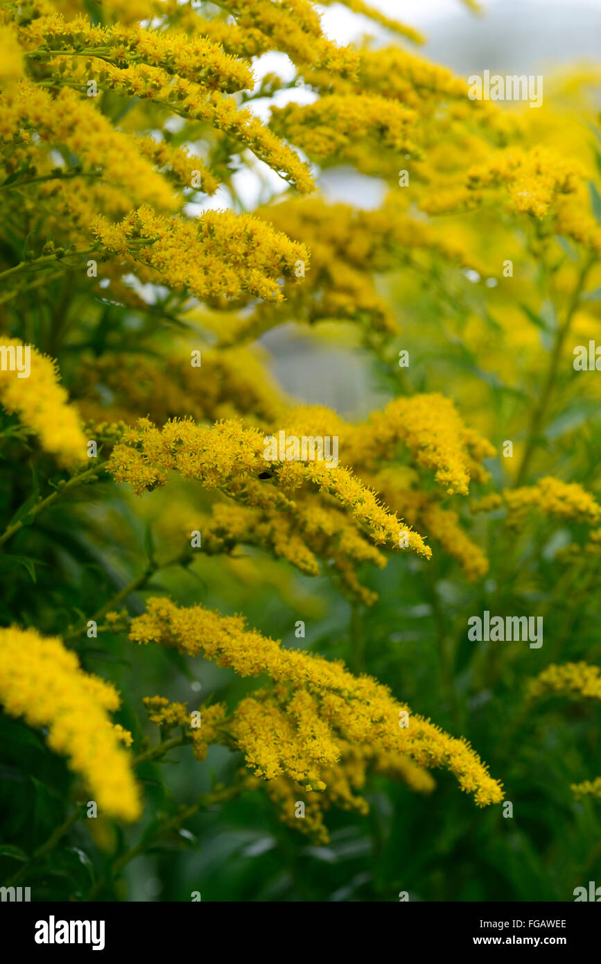 Solidago gigantea primi golden-biella fine liscia oro tre nervata infiorescenza oro giallo fiori floreali RM Foto Stock