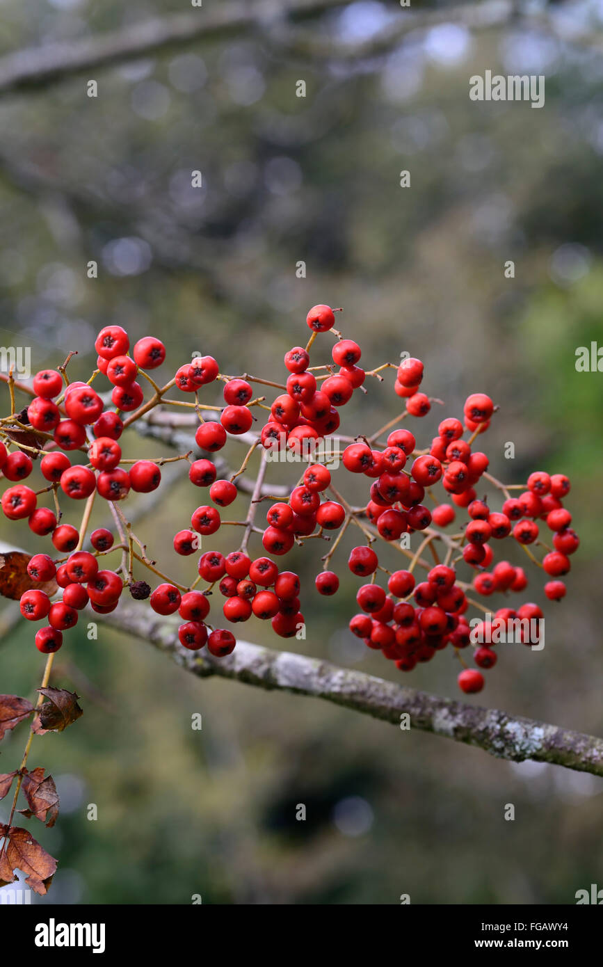 Sorbus decora belmont park Rowan frassino di montagna di bacche rosse bacche autunno autunno albero a foglie decidue alberi floreali RM Foto Stock