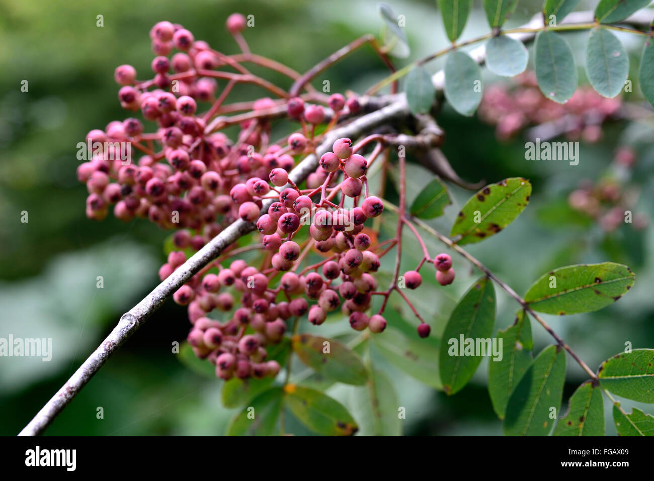 Sorbus hupehensis pagoda rosa bacche di rosa ceneri Monte Ceneri rowan tree alberi ornamentali floreali RM Foto Stock