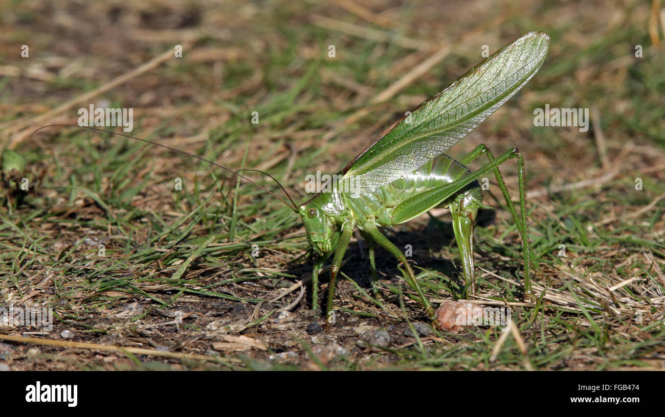 Grande Bush-cricket verde, Katydid, uova di deposizione Foto Stock