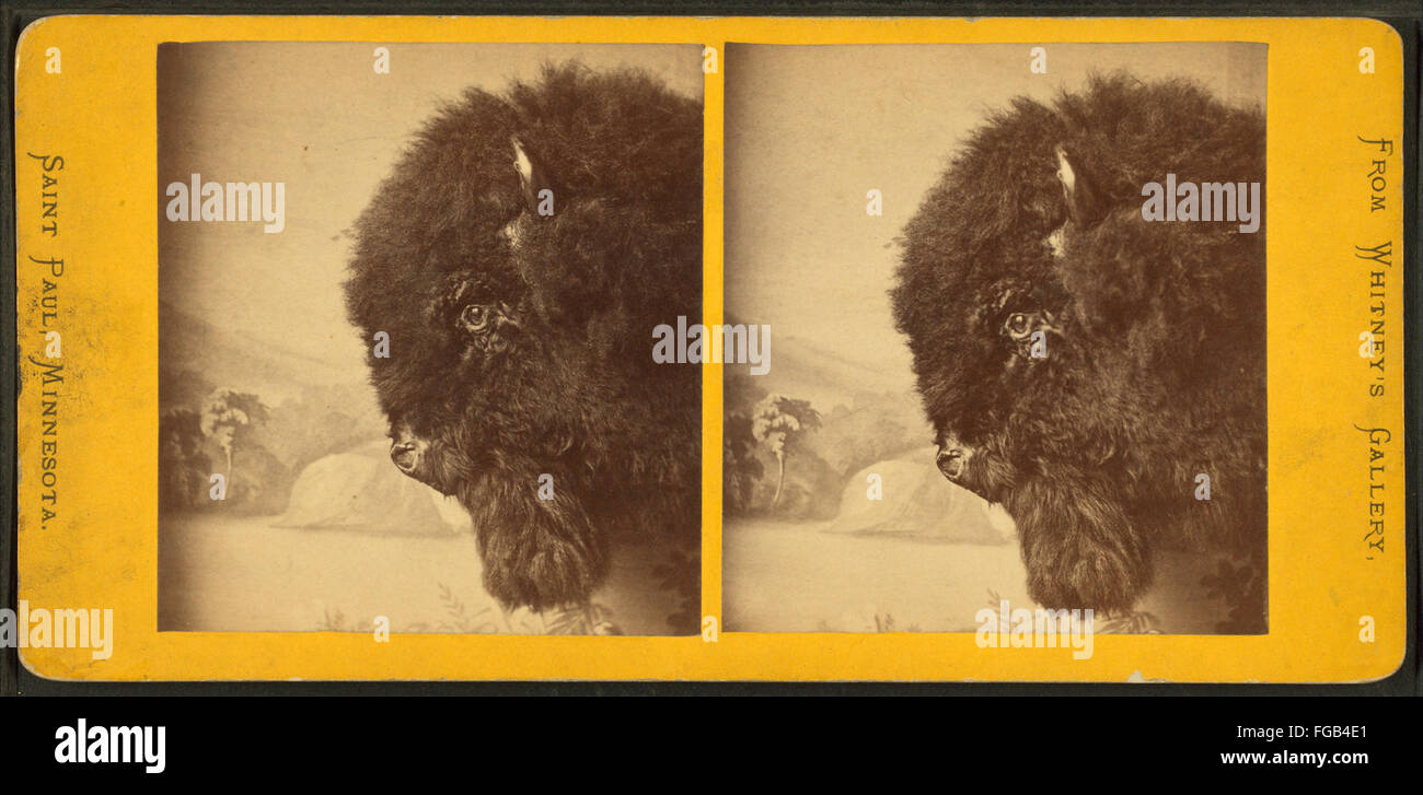 Questa immagine della Whitney's Gallery mostra una testa di bufalo esposta di fronte a uno sfondo dipinto, evidenziando le caratteristiche dell'animale su uno sfondo artistico. Foto Stock