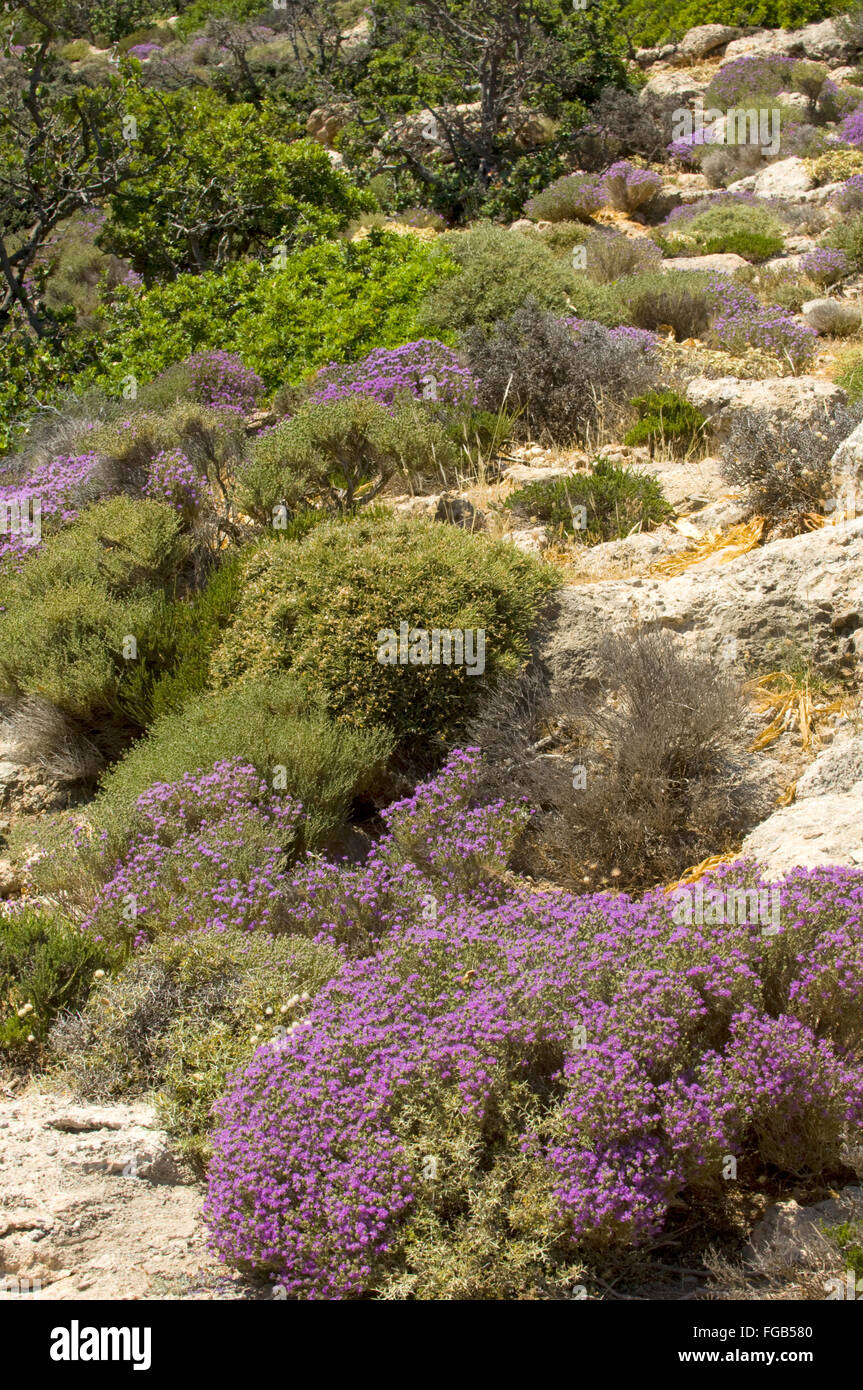 Griechenland, Kreta, bei Paleochora, wilder Thymian Foto Stock