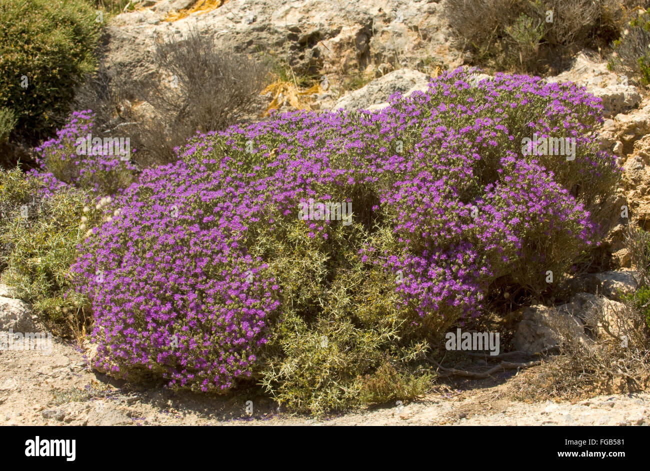 Griechenland, Kreta, bei Paleochora, wilder Thymian Foto Stock