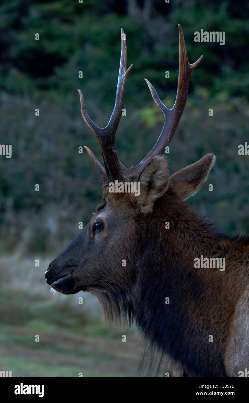 Roosevelt elk a Ecola State Park sulla costa dell'Oregon Foto Stock
