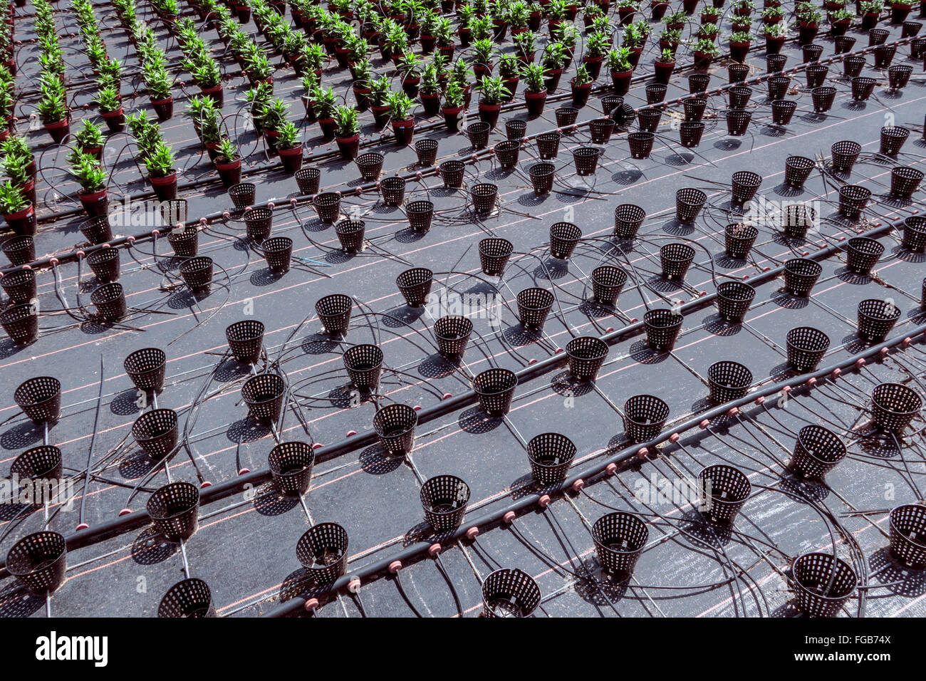 Numerosi vasi di fiori con sistema di irrigazione in righe diagonali in un vivaio all'aperto Foto Stock