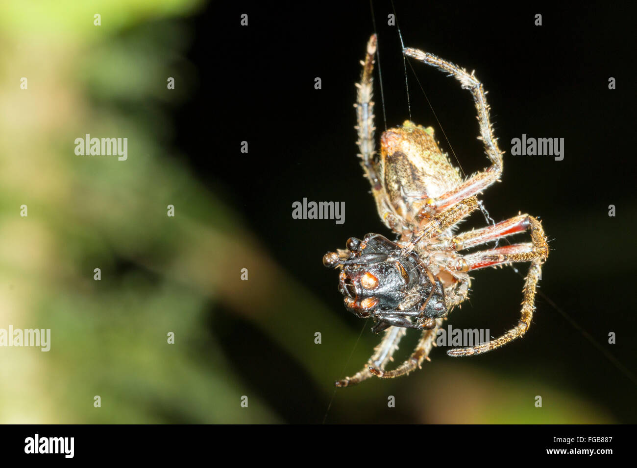 Spider alimentazione su un insetto che ha acquisito nel suo web. Nel sottobosco della foresta pluviale, Ecuador Foto Stock