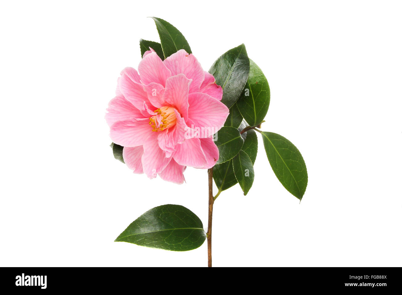 Magenta Camellia flower e lucido fogliame sempreverde isolata contro bianco Foto Stock