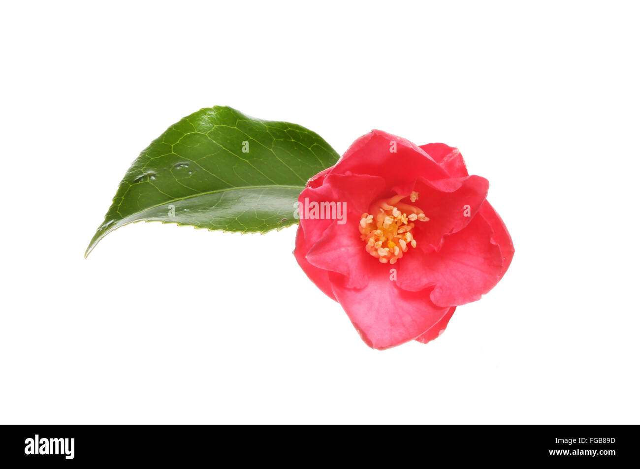 Red Camellia fiore con un battente singolo isolato contro bianco Foto Stock