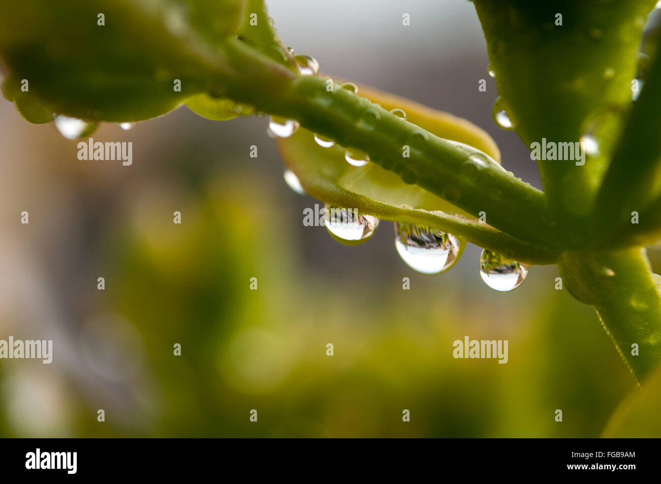 Gocce di acqua sulle foglie delle piante dopo la pioggia, close-up Foto Stock