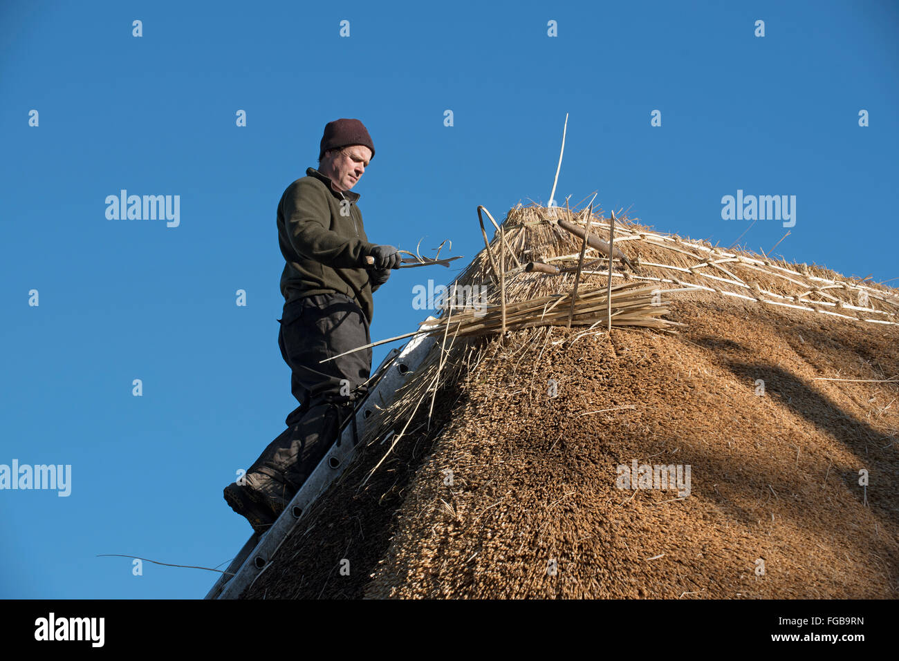 La Thatcher lavorando sul crinale di un tetto di paglia con Hazel Wood longheroni Foto Stock