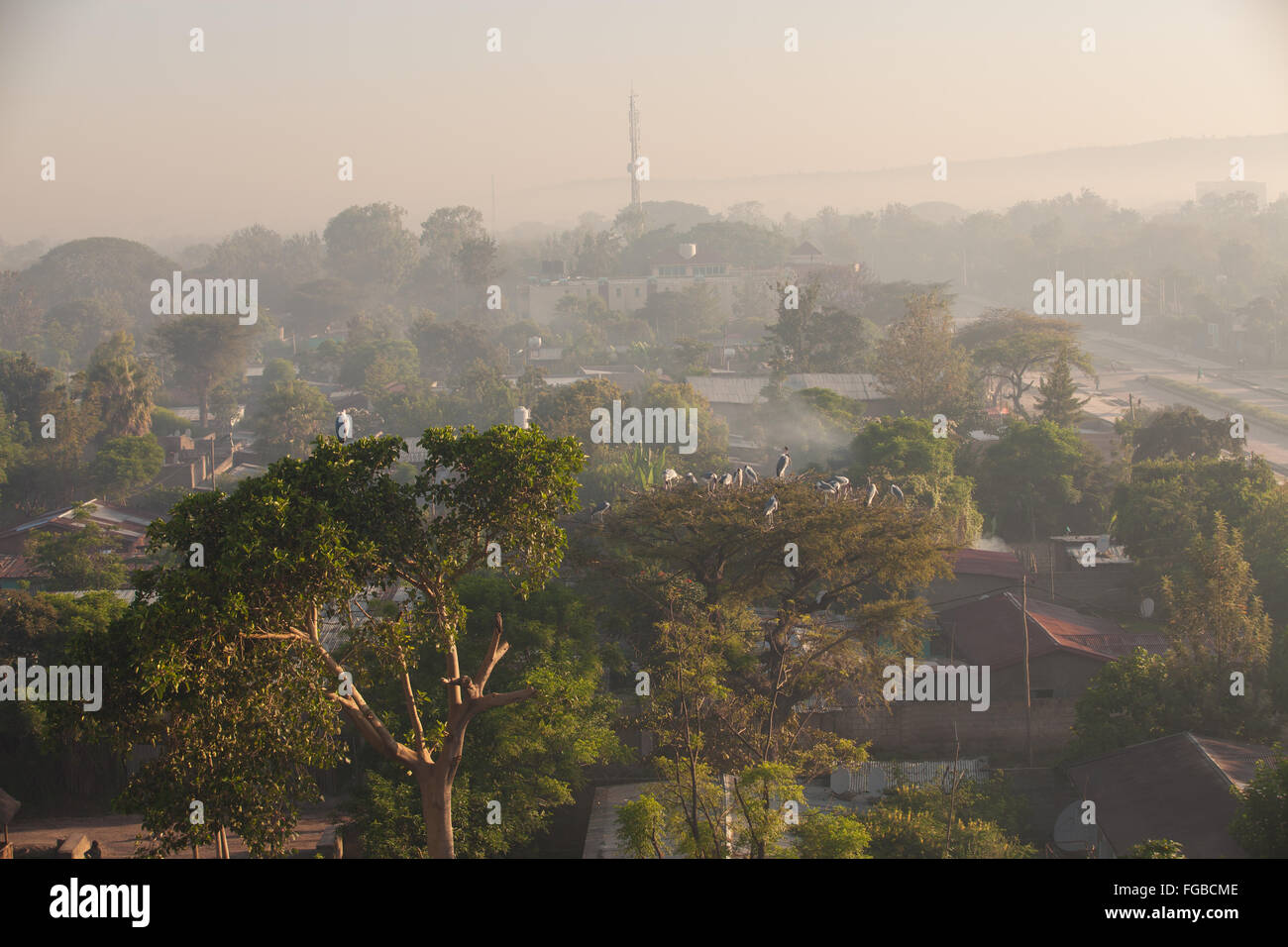 Un albero alto nelle prime ore del mattino, Etiopia Foto Stock