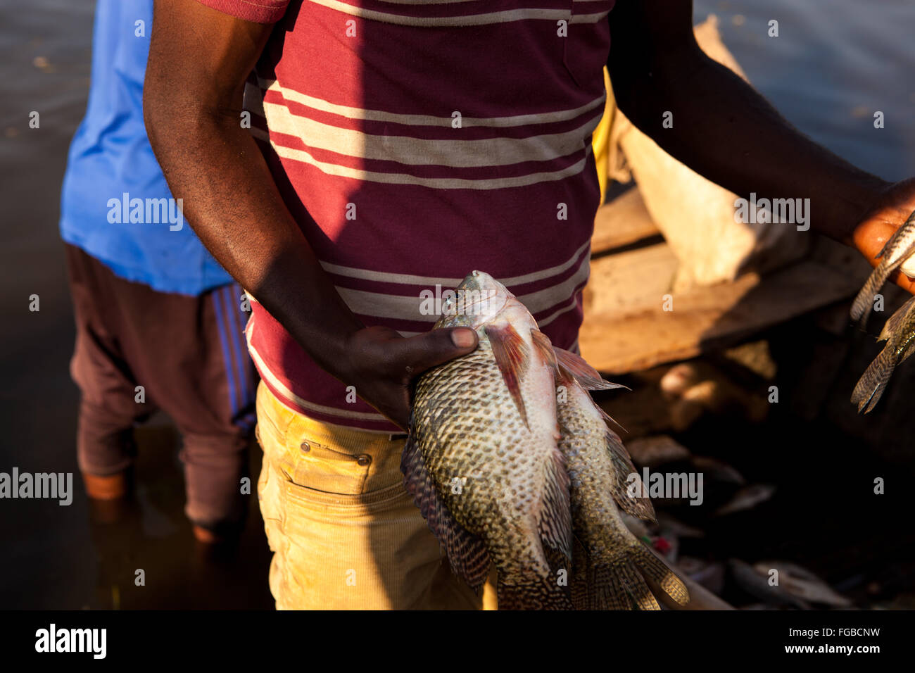 I pescatori sbarcare le loro catture di Talapia in luce del sole di mattina. Il lago di Hawassa, Etiopia Africa Foto Stock