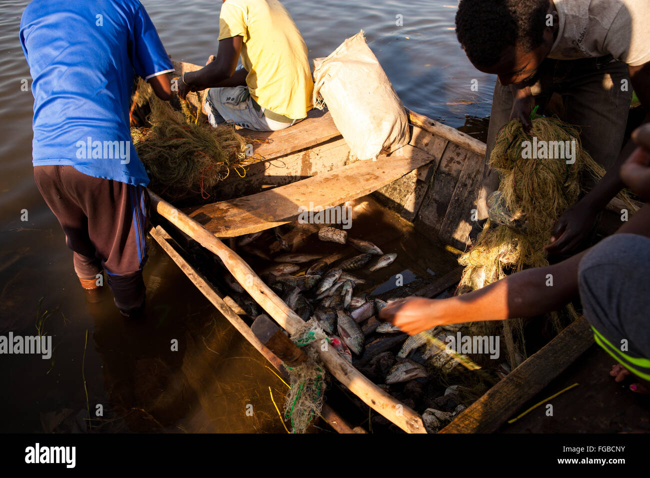 I pescatori sbarcare le loro catture di Talapia in luce del sole di mattina. Il lago di Hawassa, Etiopia Africa Foto Stock