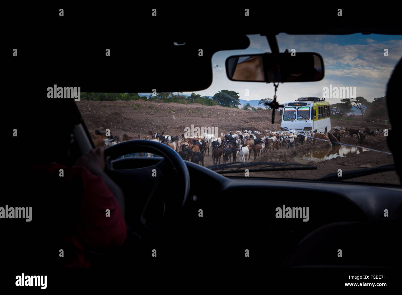 Una vista attraverso un parabrezza di veicolo di capre essendo herded attraversata la strada, Etiopia, Africa. Foto Stock