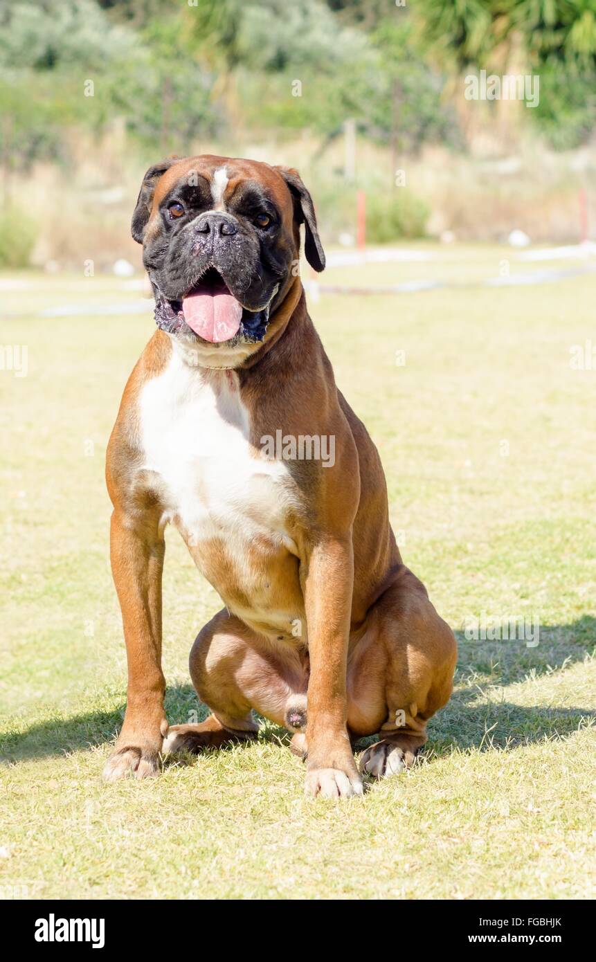 Un giovane, bella, fulvo mogano rosso e bianco, di medie dimensioni Boxer  cucciolo di cane con orecchie seduto sull'erba. Pugili hav Foto stock -  Alamy