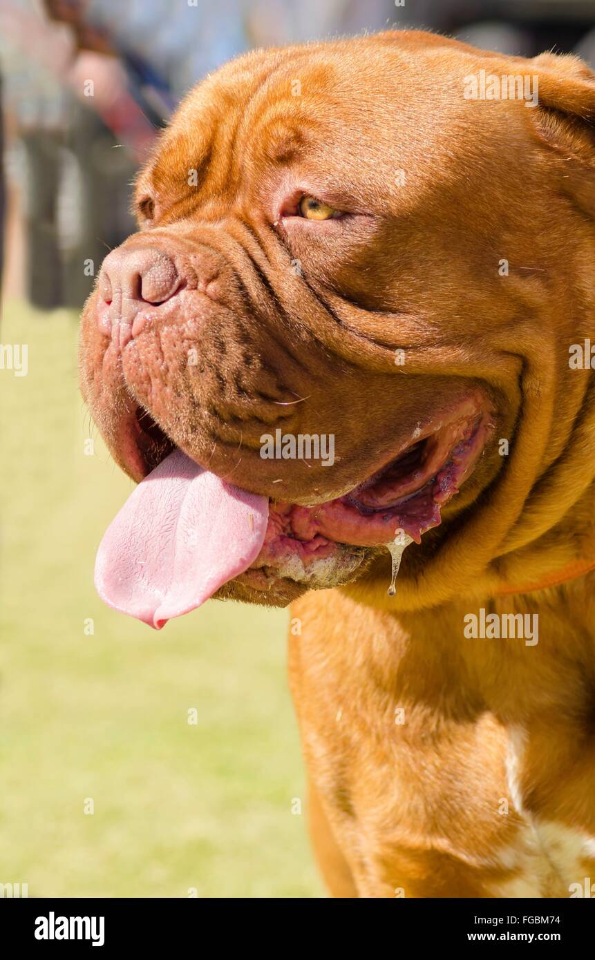 Un profilo in prossimità di una giovane e bella, marrone rossiccio, mogano, Dogue de Bordeaux, aka francese Mastiff cane, seduta sul gra Foto Stock