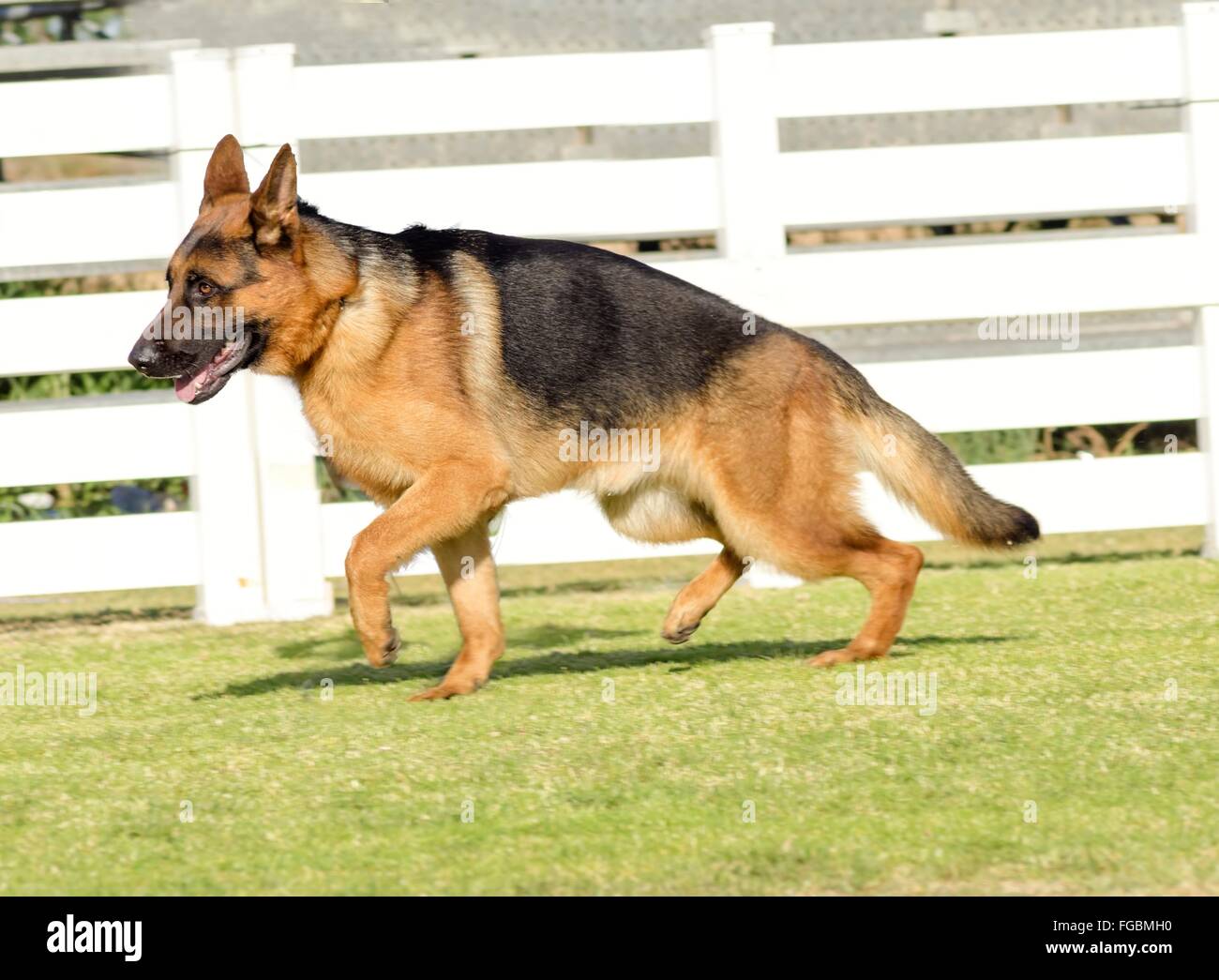 Un giovane, bella, nero e marrone pastore tedesco cane a camminare sull'erba mentre cercano felice e giocoso. L'alsaziano aka Ber Foto Stock