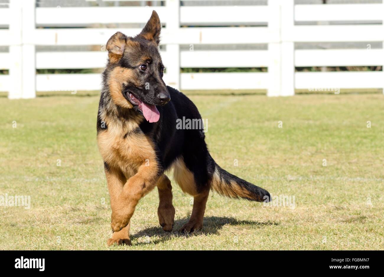 Un giovane, bella, nero e marrone pastore tedesco cucciolo di cane a camminare sull'erba mentre cercano felice e giocoso. L'alsaziano un Foto Stock