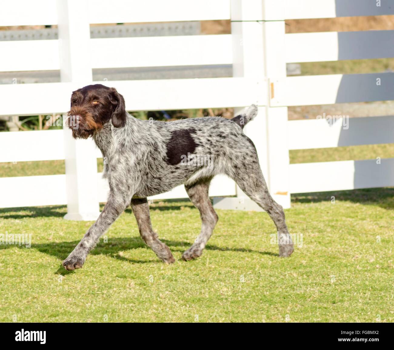 Un giovane, bella, fegato, in bianco e nero spuntato tedesco puntatore Wirehaired cane a camminare sull'erba. Il Drahthaar ha un distin Foto Stock