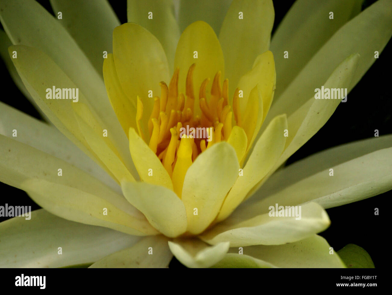 Nymphaea mexicana, giallo ninfee, messicano ninfee pianta acquatica con circolare di foglie e fiori di colore giallo Foto Stock