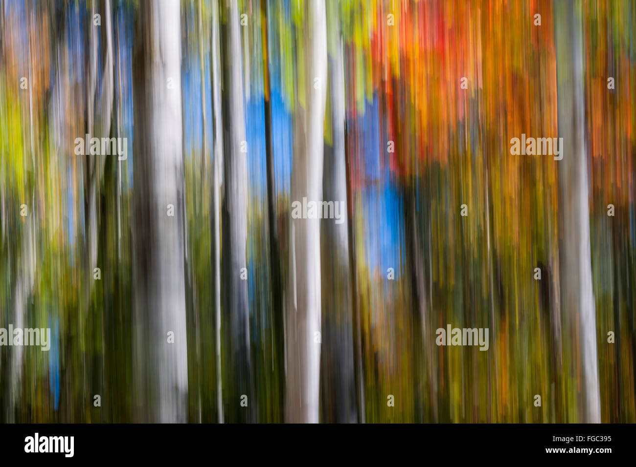 Paesaggio Astratto di colori d'autunno foresta con white birch tronchi di alberi e di colore rosso brillante e arancio caduta delle foglie. Produrre immagini Foto Stock