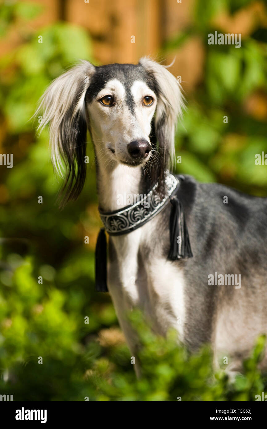 Saluki Levriero Persiano Ritratto Di Cane Adulto Germania Foto Stock Alamy