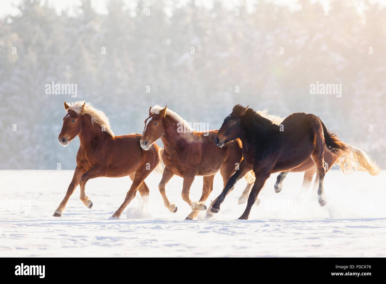 Sud Coldblood tedesco. Quattro cavalli al galoppo su un pascolo innevato. Germania Foto Stock