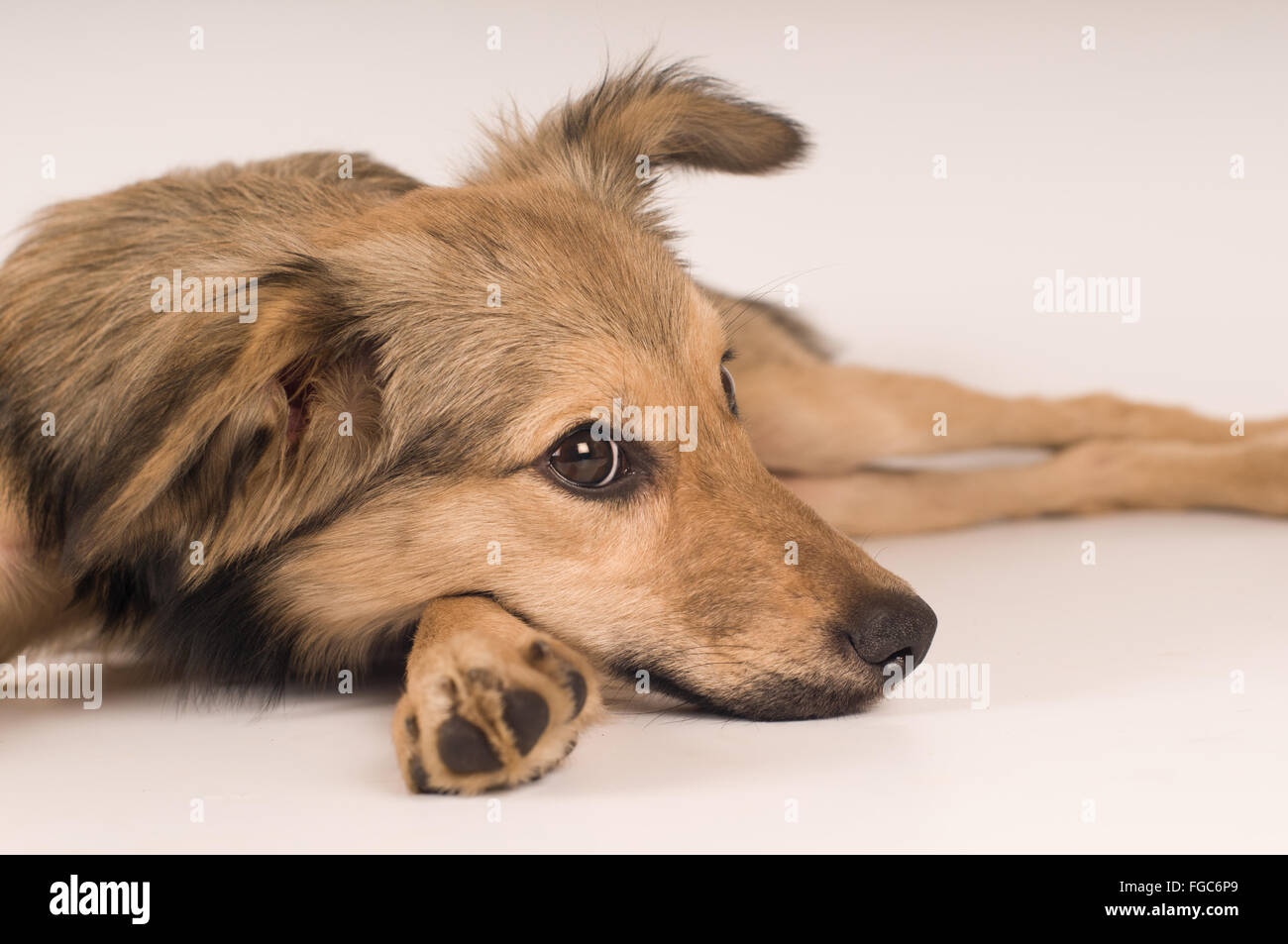 Razza cane ritratto in studio Foto Stock