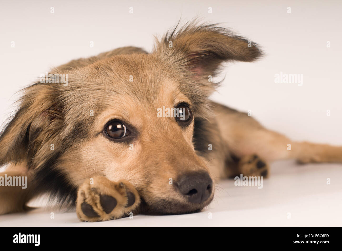 Razza cane ritratto in studio Foto Stock