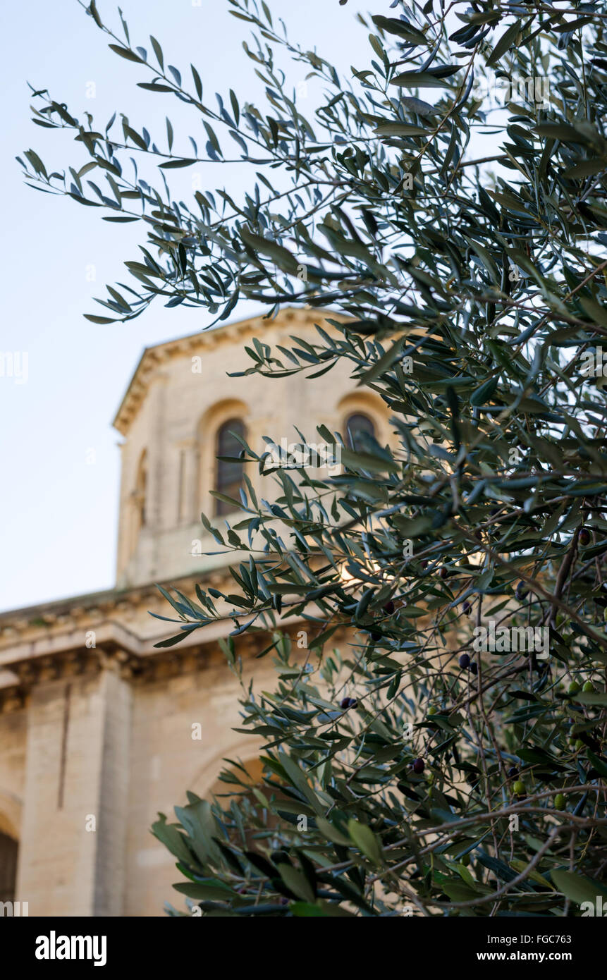 Albero di olivo nella motivazione del Rocher des Doms gardens/ park di Avignone, regione della Provenza, Francia Foto Stock