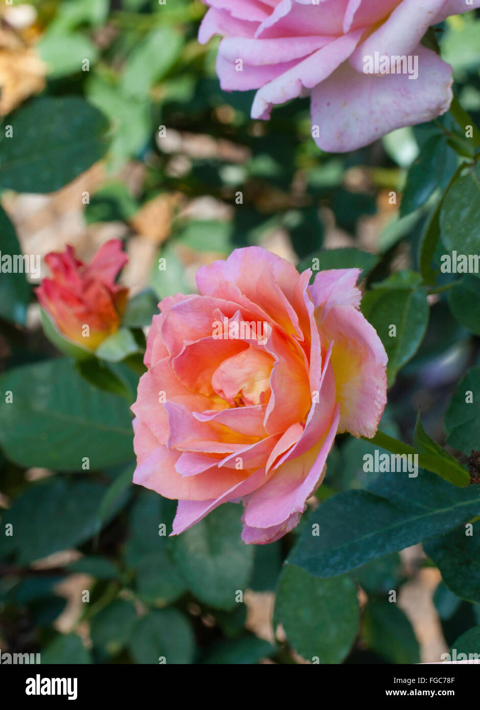 Rosa, Rosa , ELLE Foto stock - Alamy