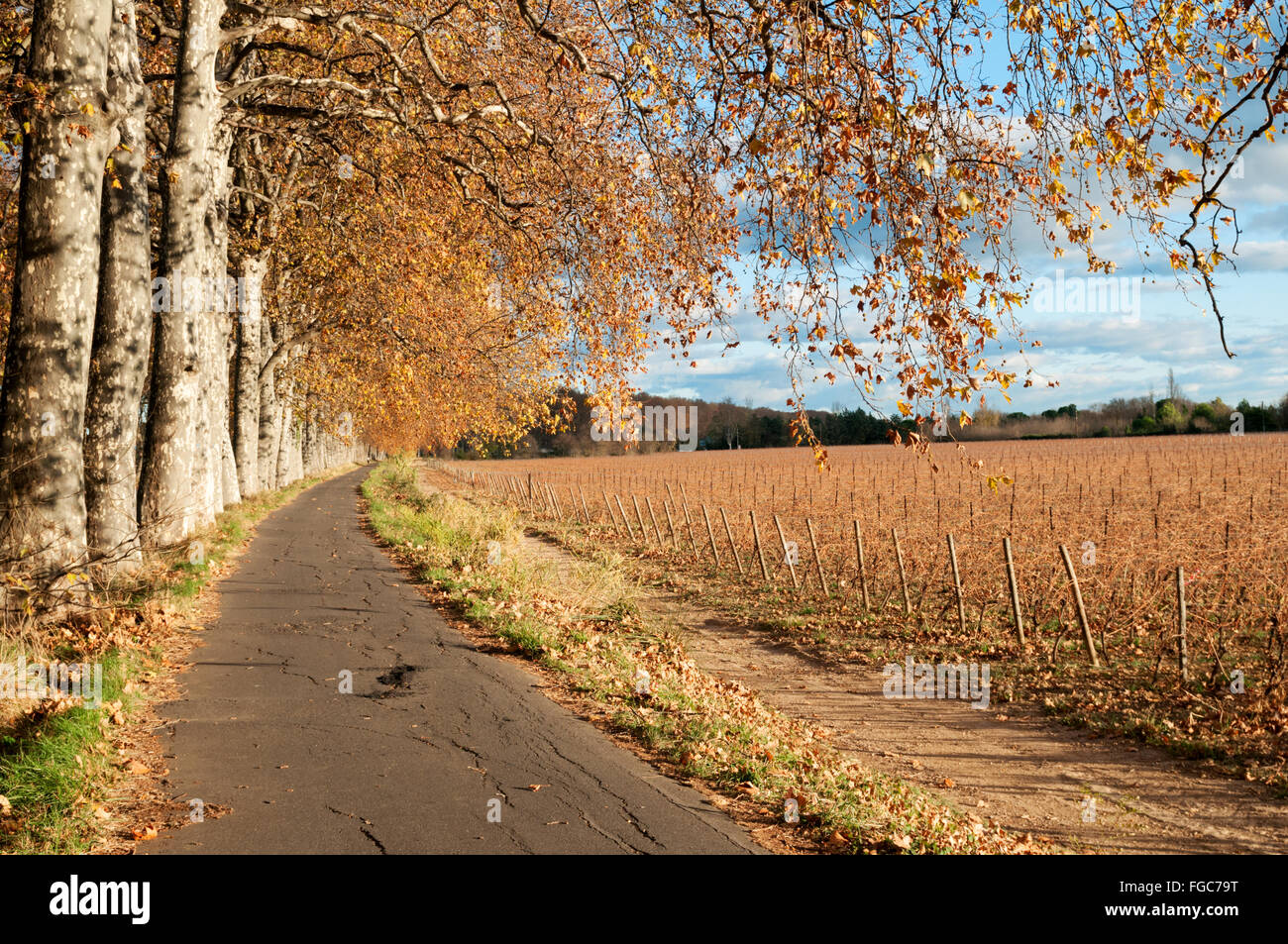 Viale alberato a fianco di parte del Canal du Midi con campo di vigne in autunno sunshine Foto Stock
